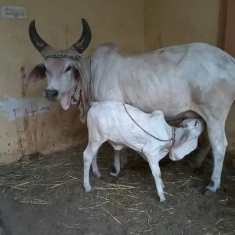 NMS Dairy Farm — Cows grazing