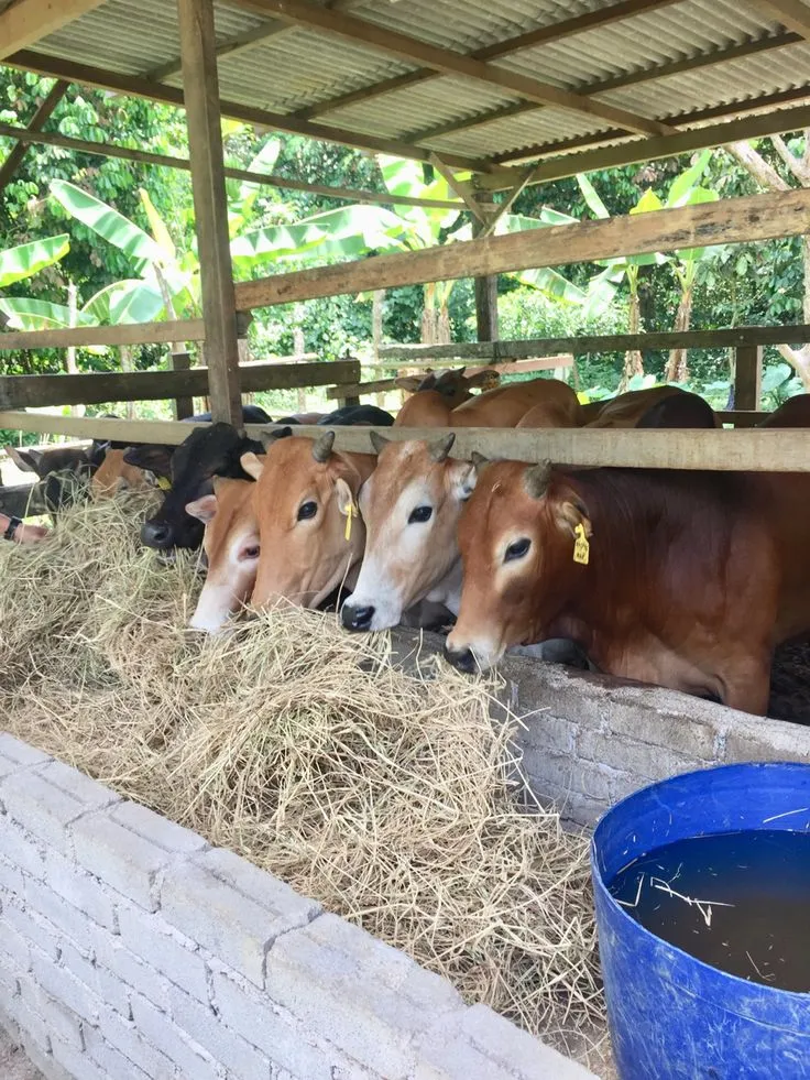 NMS Dairy Farm — Buffalo at the farm