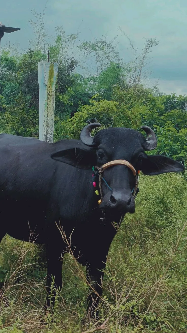 NMS Dairy Farm — Morning milking