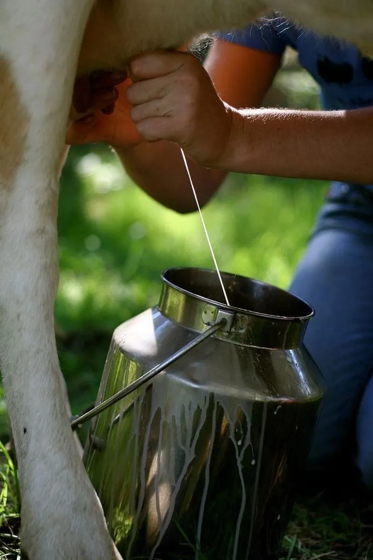 NMS Dairy Farm — Fresh milk cans